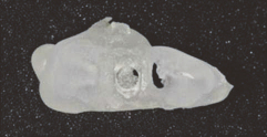 Duroc-Clear-1-13